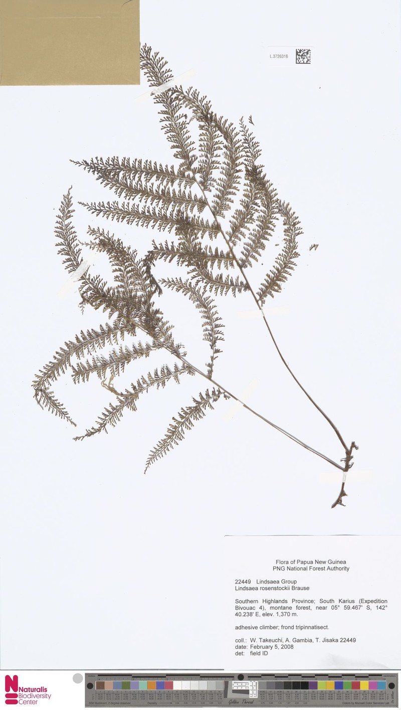 Lindsaea rosenstockii photo 4