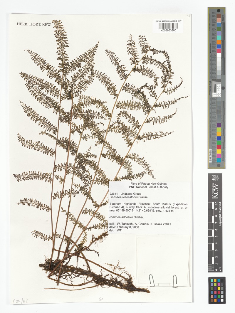 Lindsaea rosenstockii photo 5