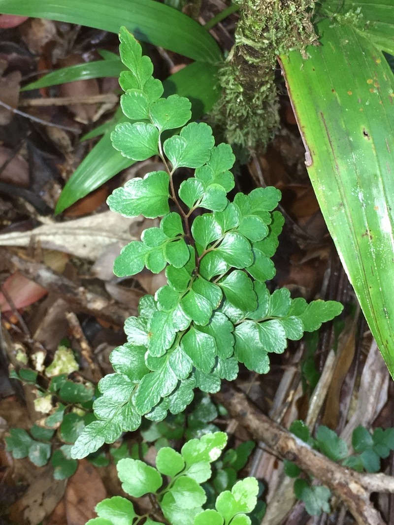 Lindsaea rufa