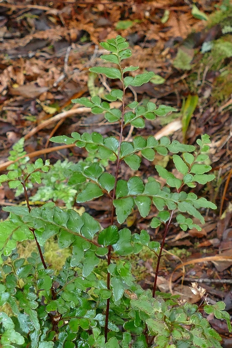 Lindsaea rufa photo 2