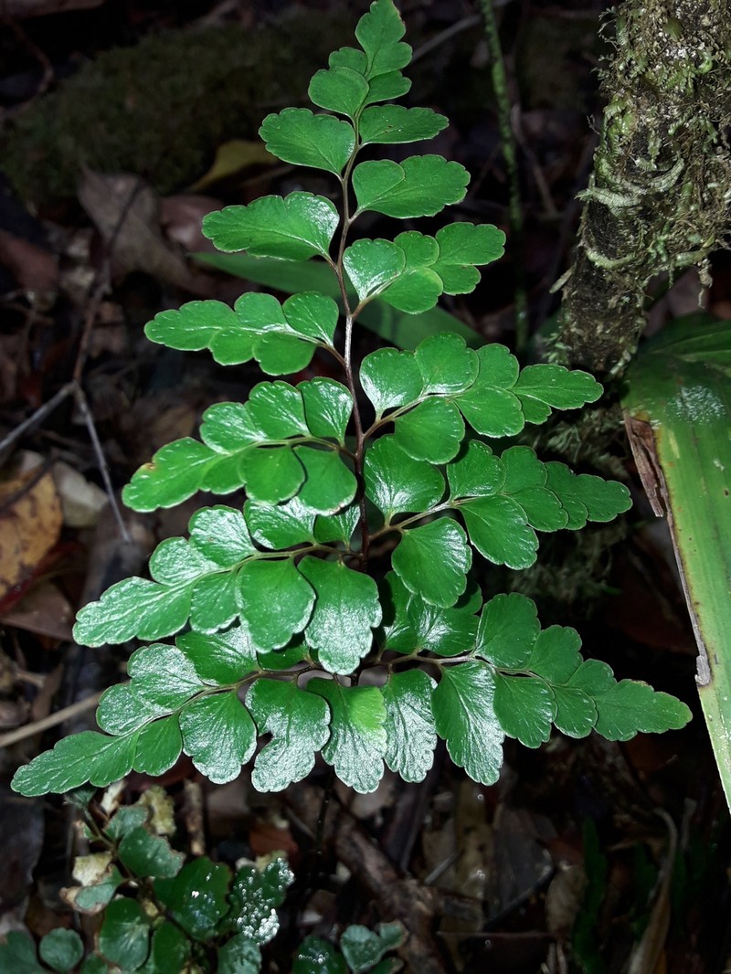 Lindsaea rufa photo 4