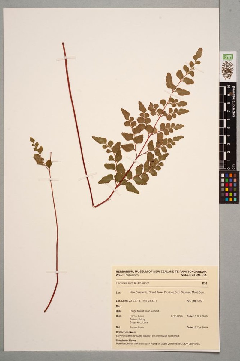 Lindsaea rufa photo 6