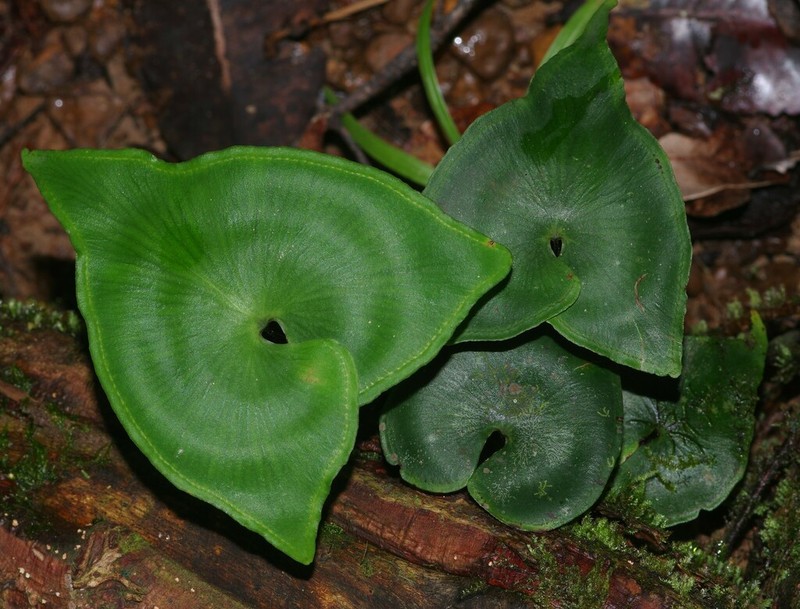 Lindsaea sagittata