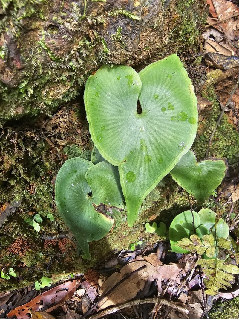Lindsaea sagittata photo 2