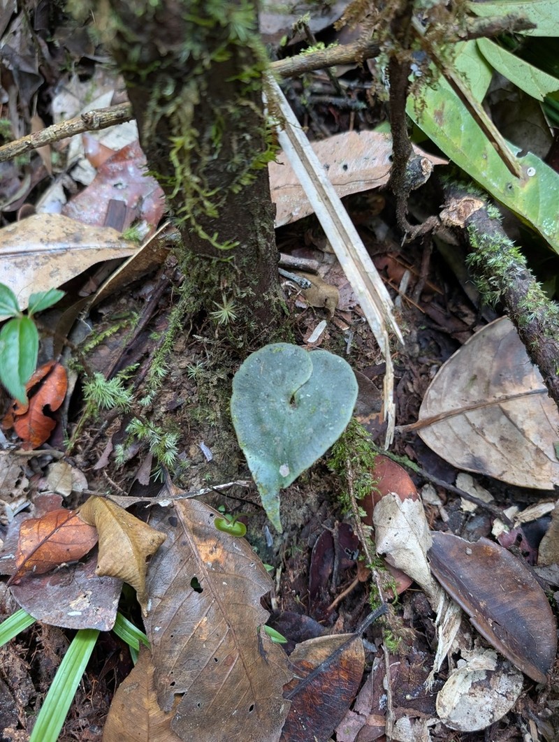 Lindsaea sagittata photo 3