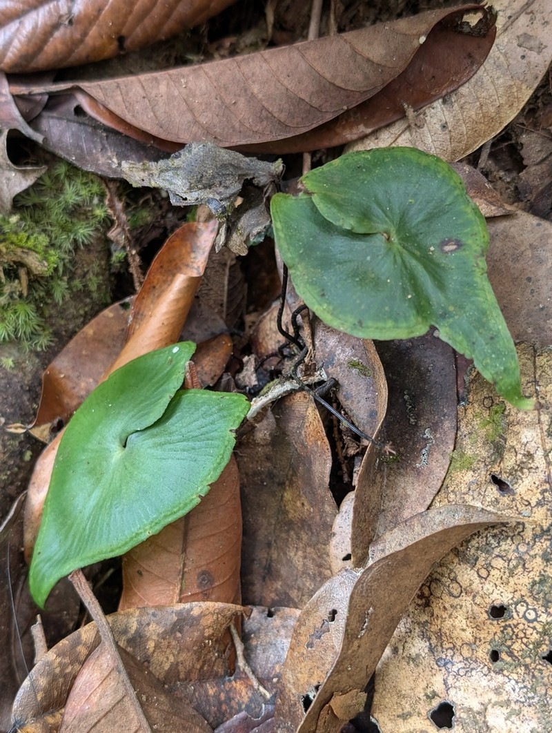 Lindsaea sagittata photo 4