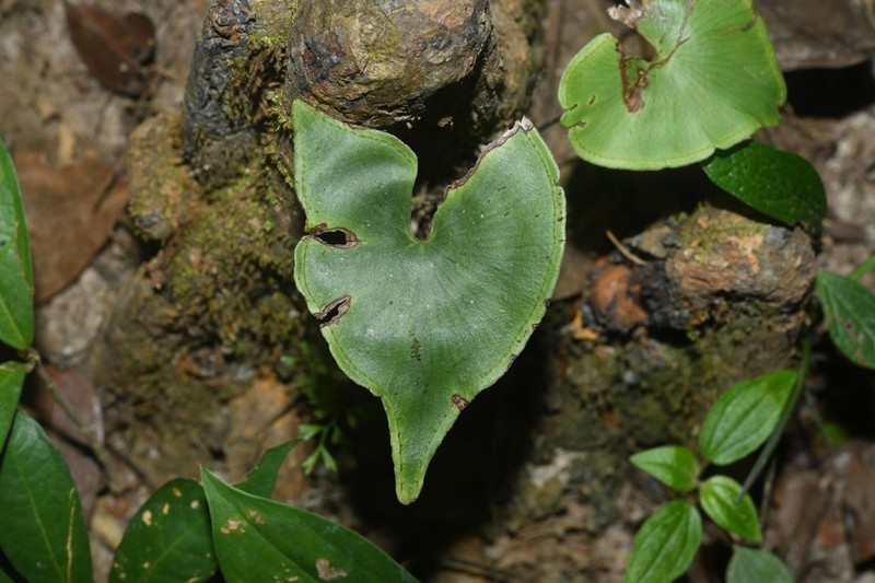 Lindsaea sagittata photo 5