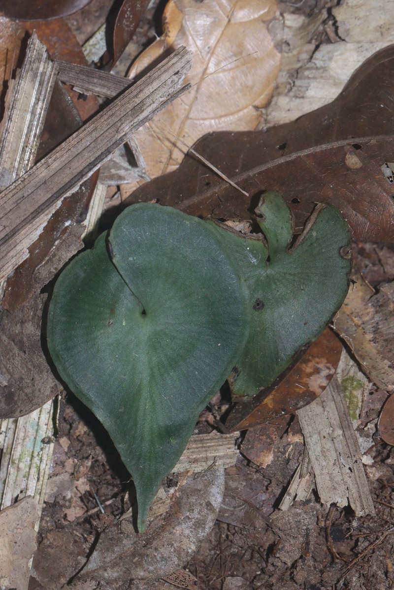 Lindsaea sagittata photo 6