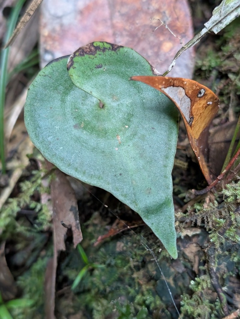 Lindsaea sagittata photo 7