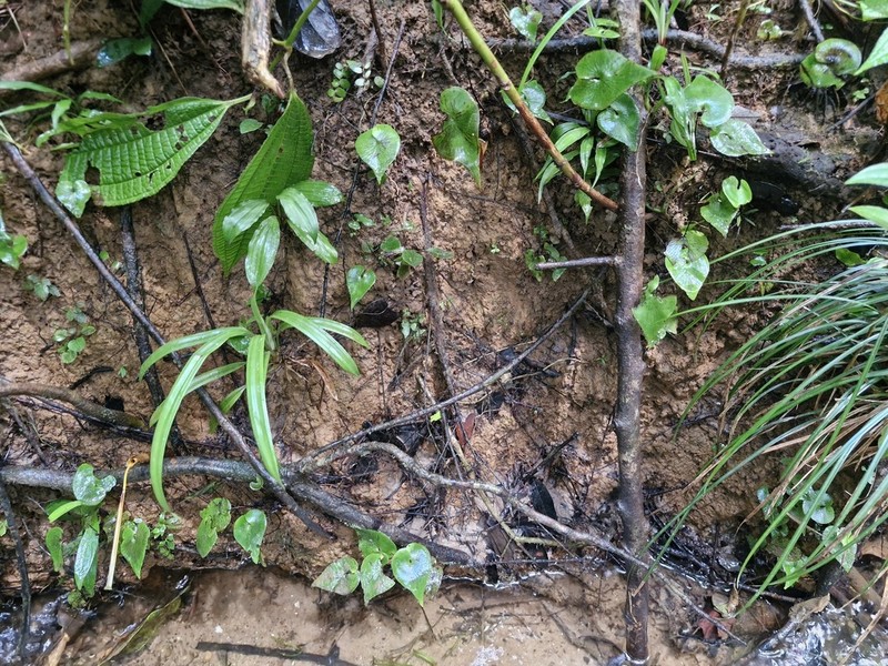 Lindsaea sagittata photo 8