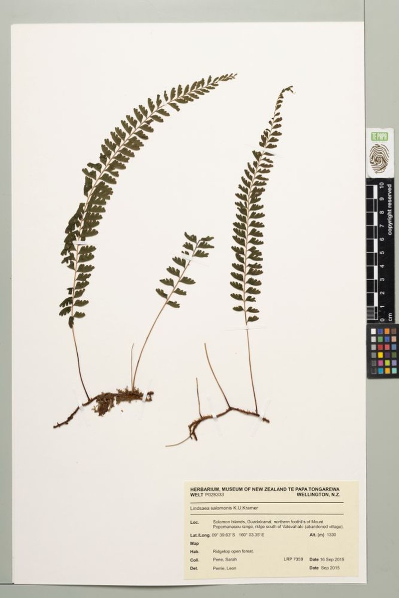 Lindsaea salomonis