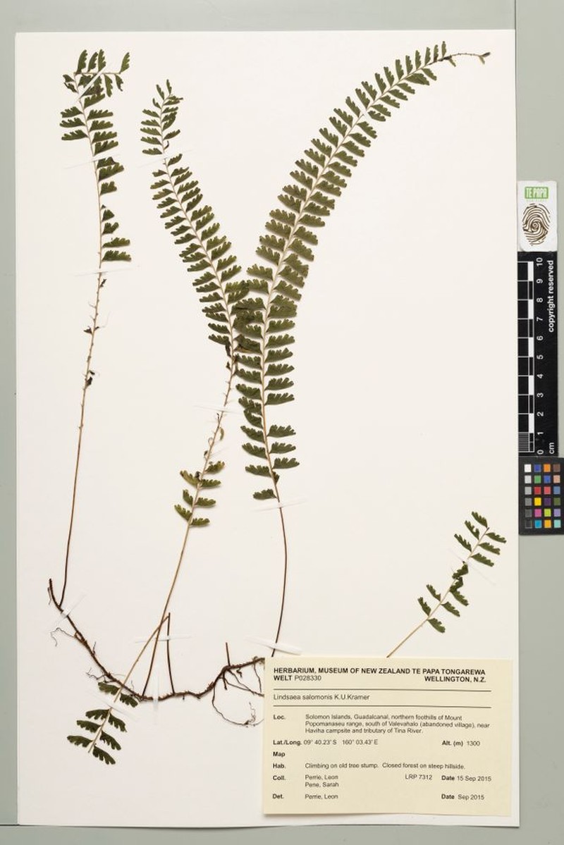 Lindsaea salomonis photo 2