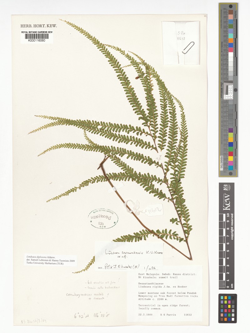 Lindsaea sarawakensis