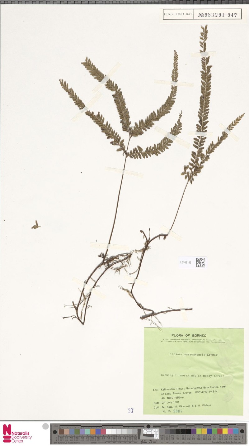Lindsaea sarawakensis photo 2
