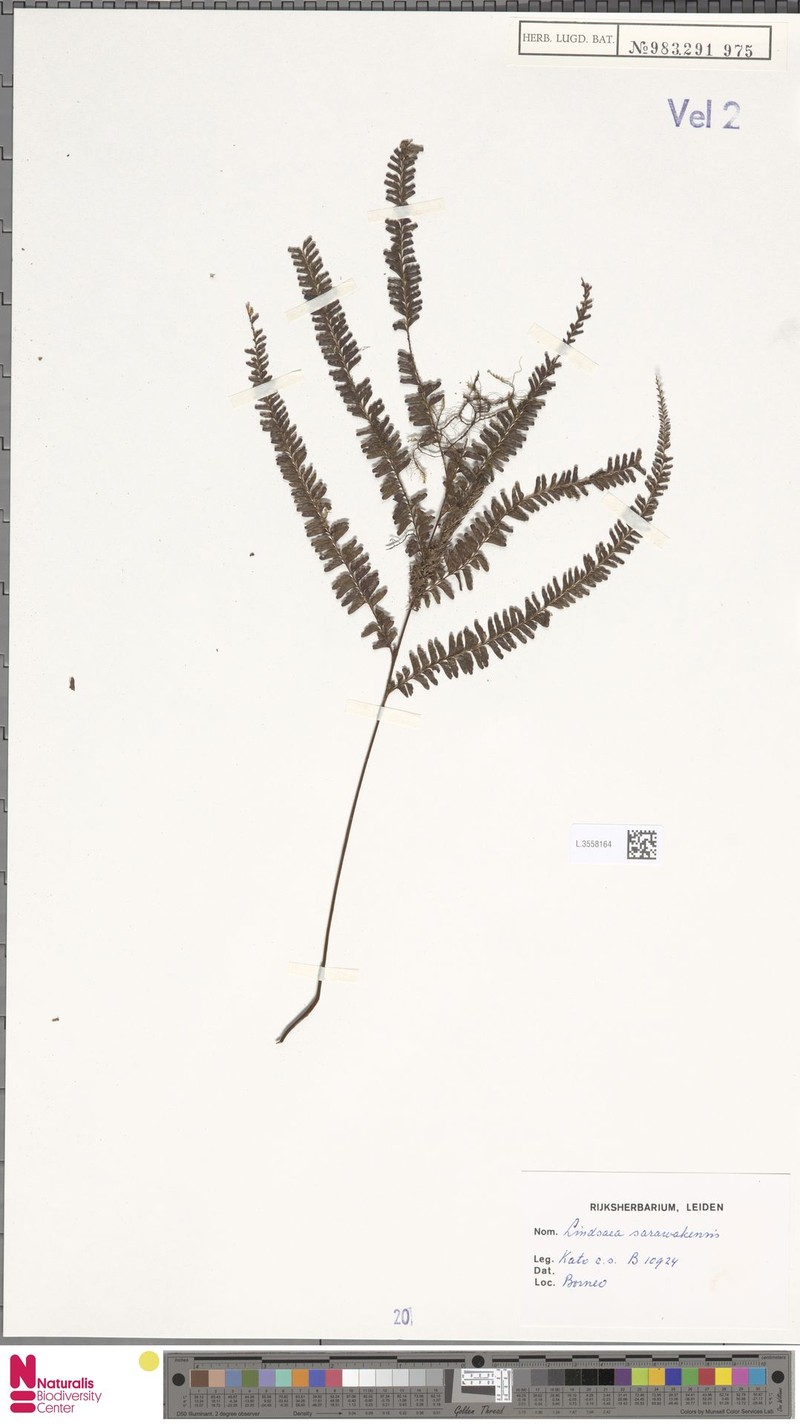 Lindsaea sarawakensis photo 3