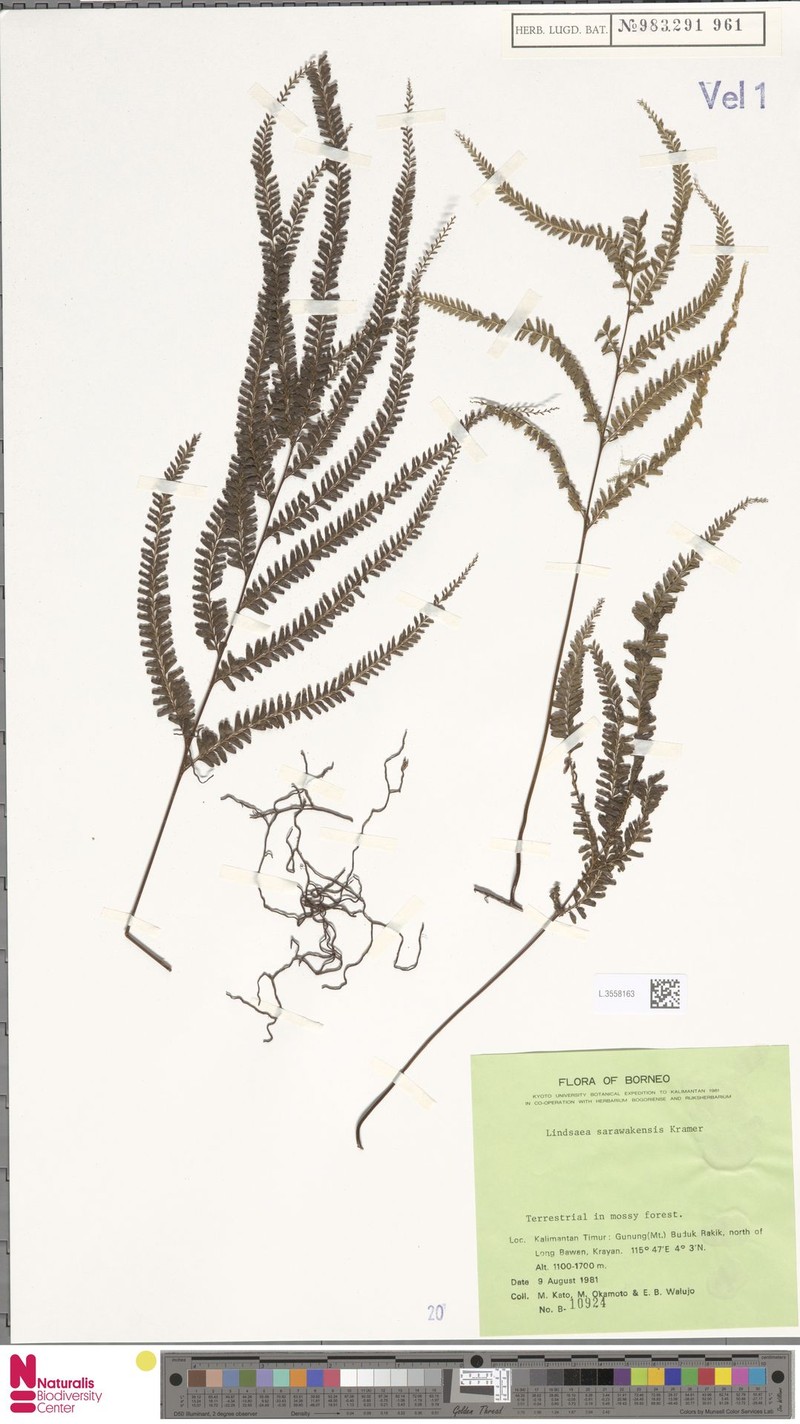 Lindsaea sarawakensis photo 4