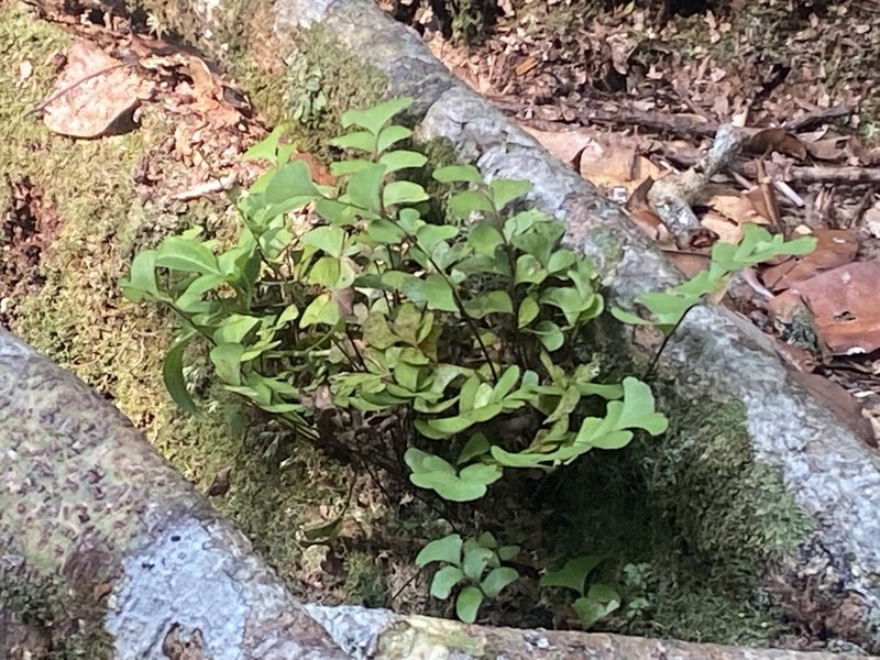 Lindsaea schomburgkii