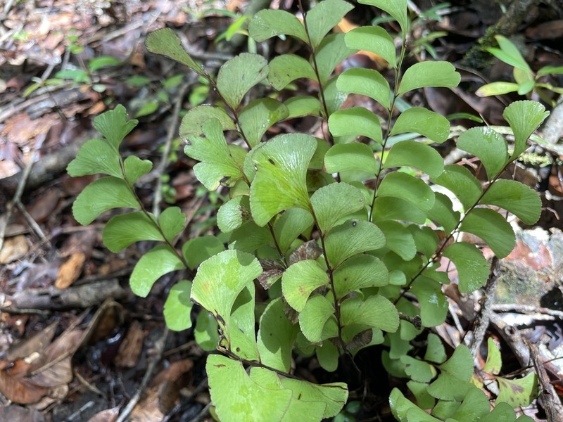 Lindsaea schomburgkii photo 2