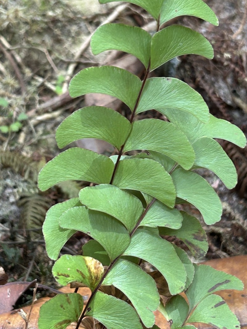 Lindsaea schomburgkii photo 3