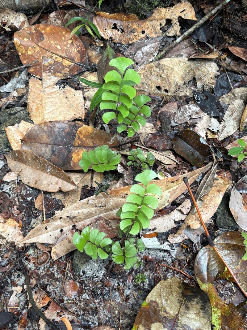 Lindsaea schomburgkii photo 4