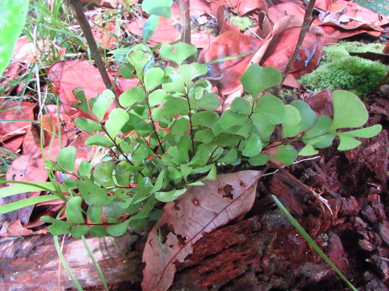 Lindsaea schomburgkii photo 5