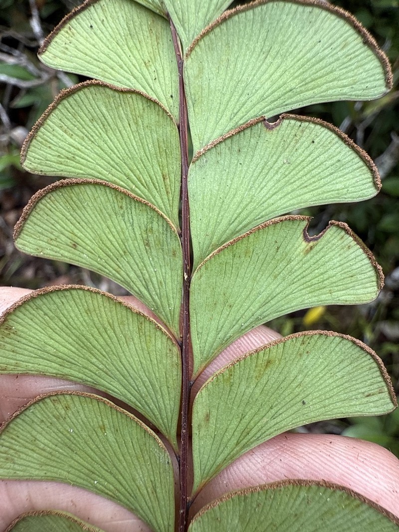 Lindsaea schomburgkii photo 6