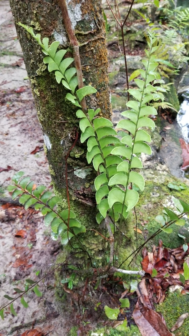 Lindsaea schomburgkii photo 7