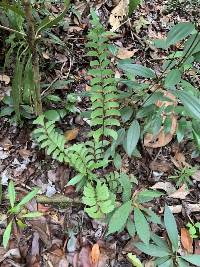 Lindsaea schomburgkii photo 8