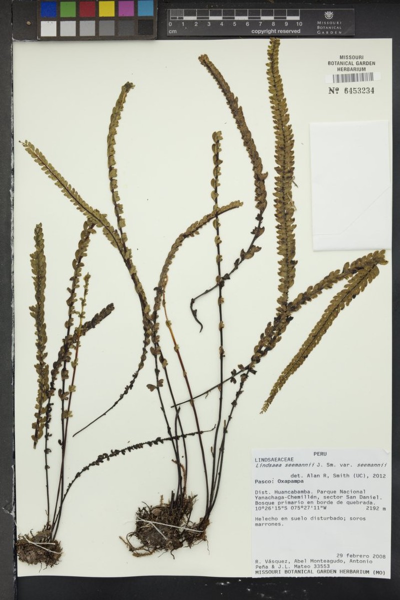Lindsaea seemannii