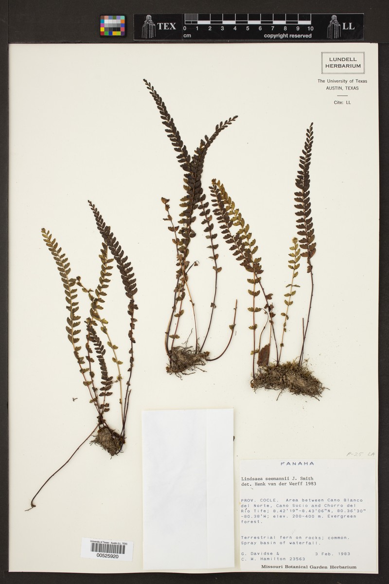 Lindsaea seemannii photo 2