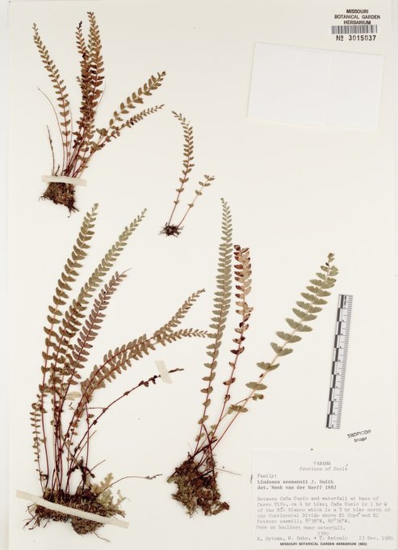 Lindsaea seemannii photo 3