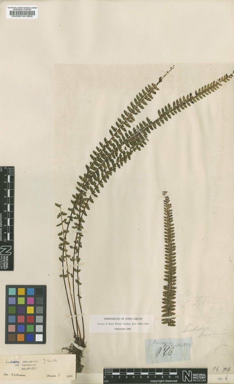 Lindsaea seemannii var. seemannii