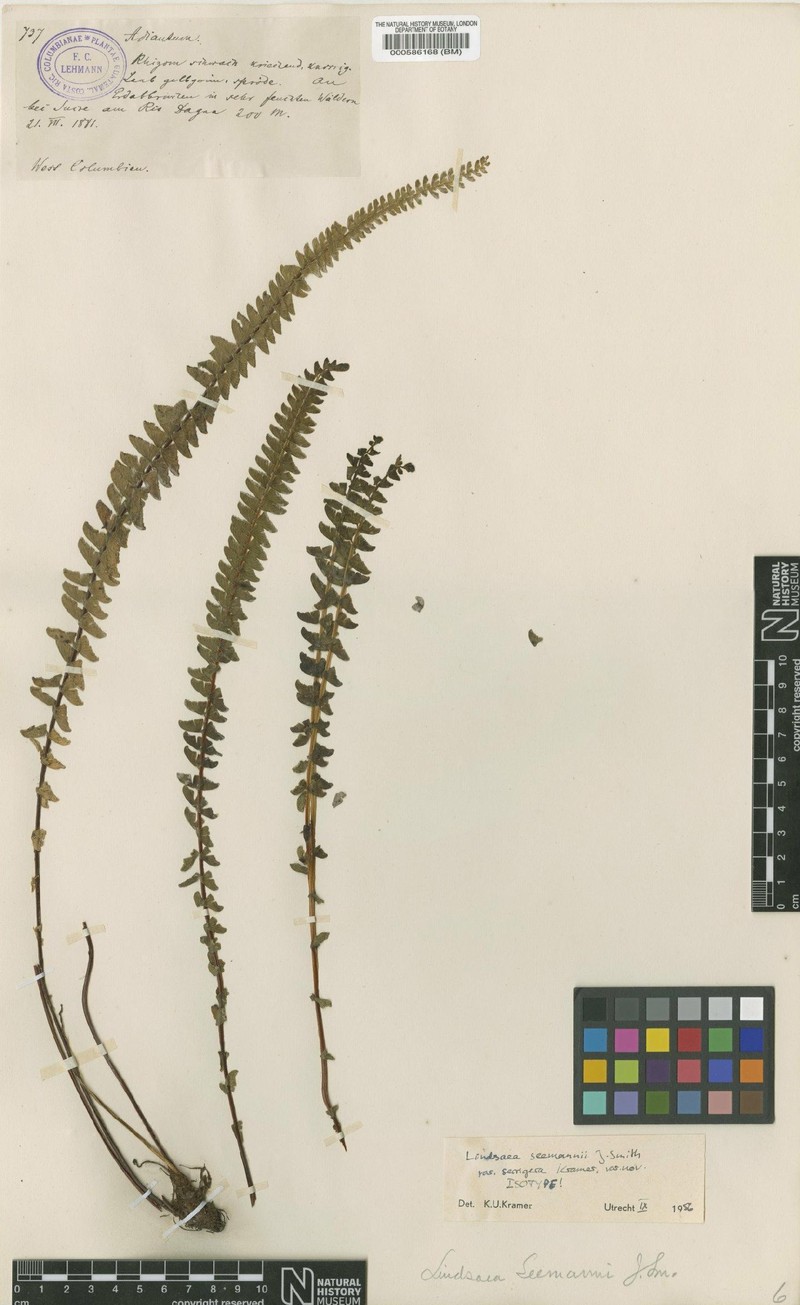 Lindsaea seemannii var. serrigera