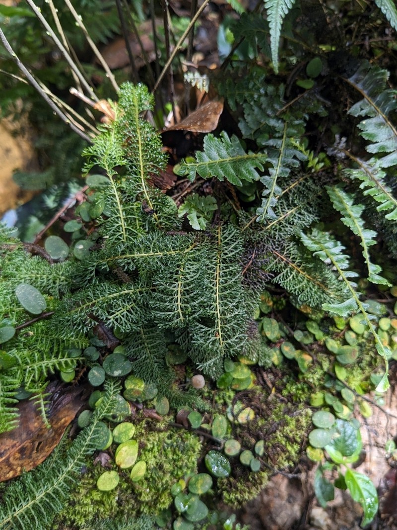 Lindsaea sessilis