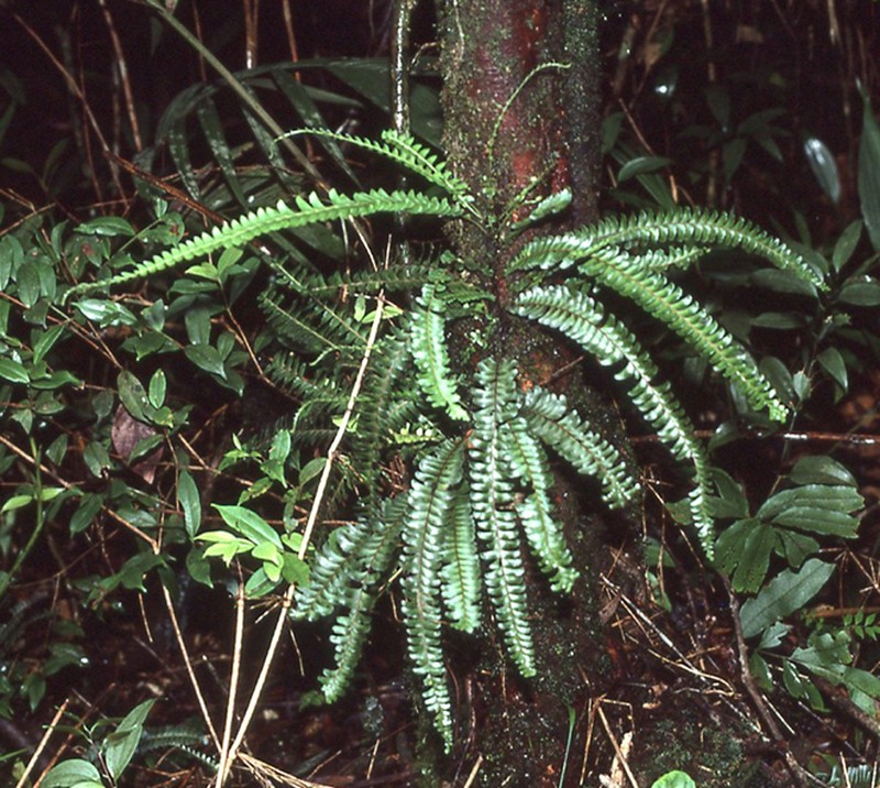 Lindsaea sessilis photo 2