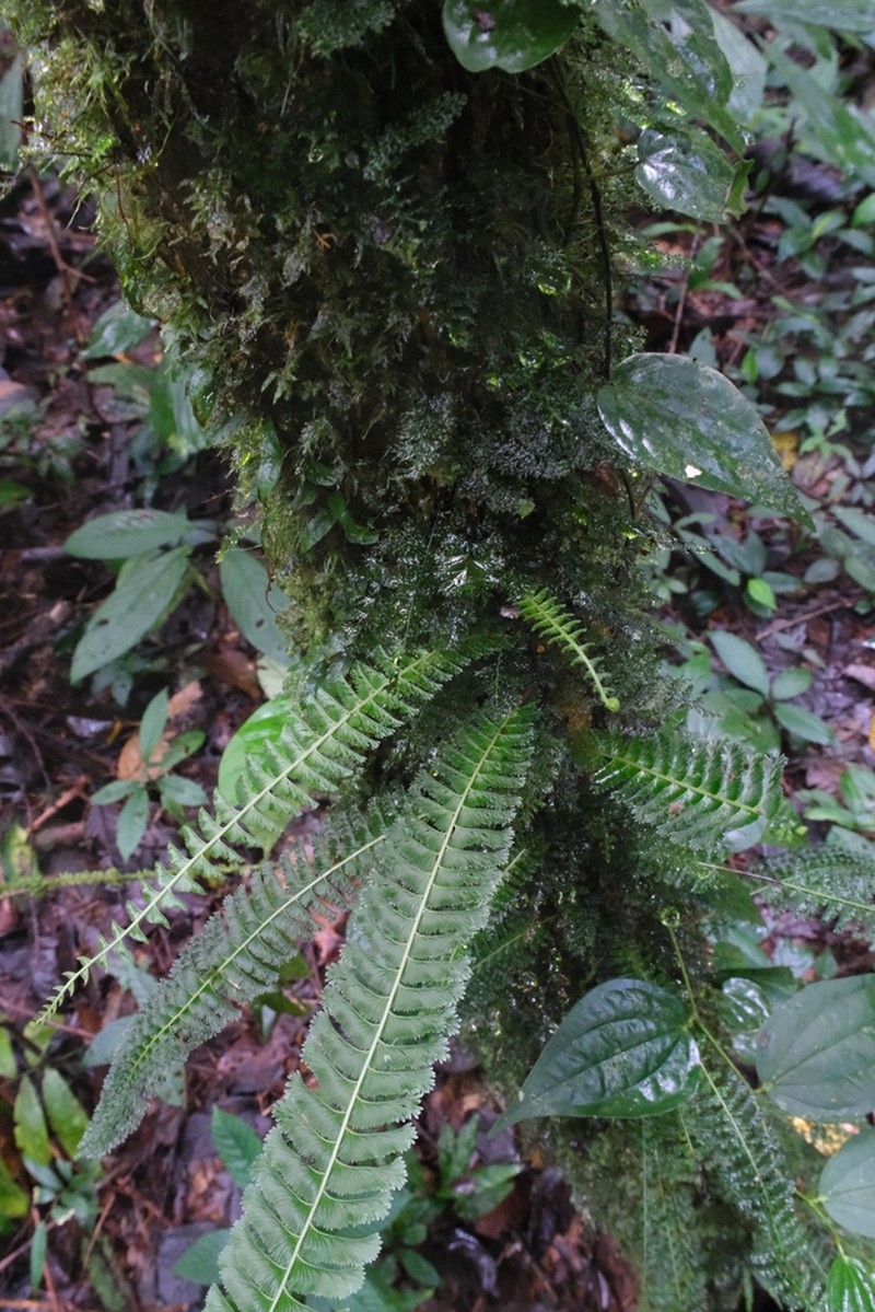 Lindsaea sessilis photo 3