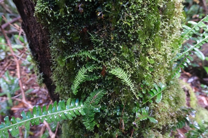 Lindsaea sessilis photo 4