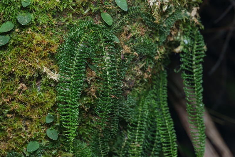 Lindsaea sessilis photo 5