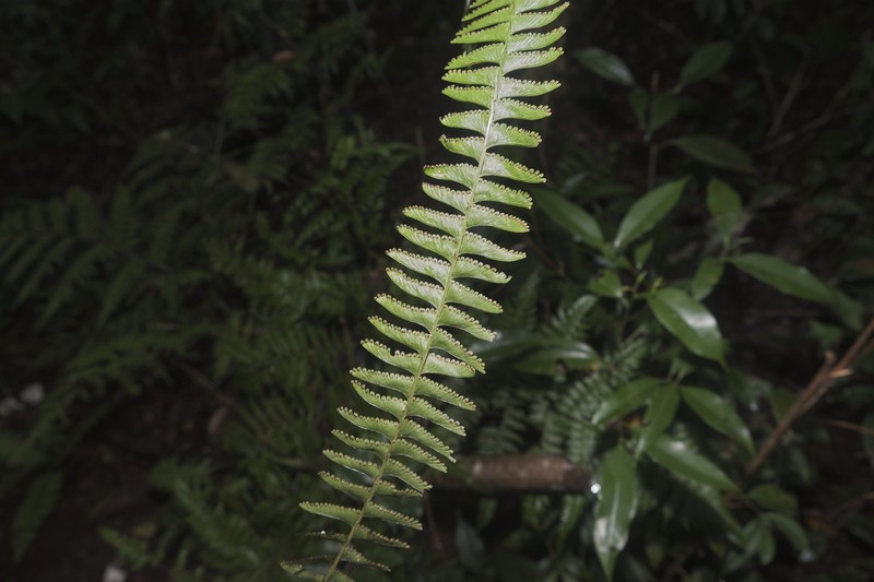 Lindsaea sessilis photo 6