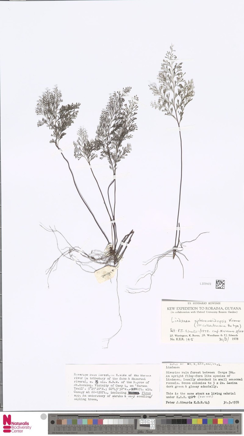 Lindsaea sphenomeridopsis