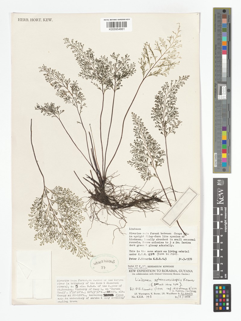 Lindsaea sphenomeridopsis photo 2