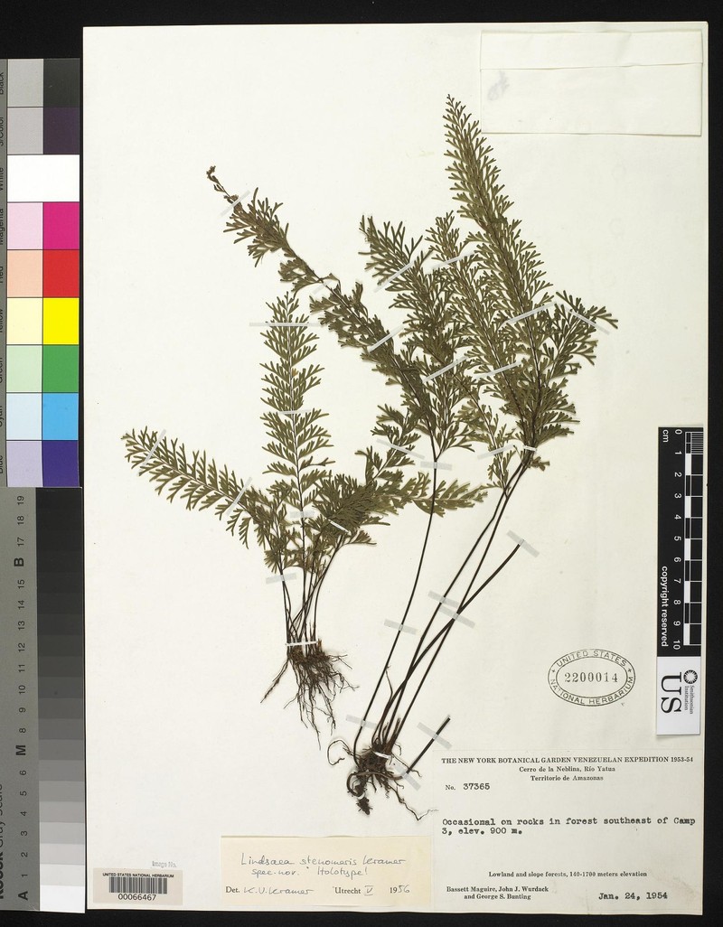 Lindsaea stenomeris