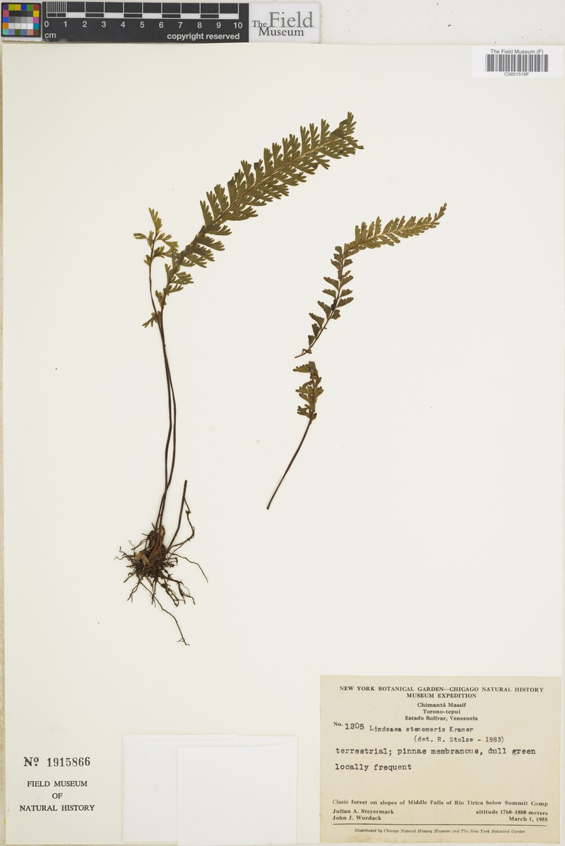 Lindsaea stenomeris photo 2
