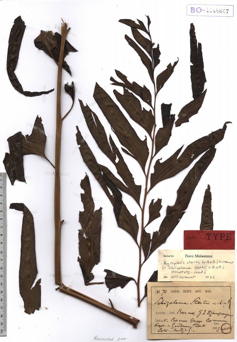 Lindsaea stortii