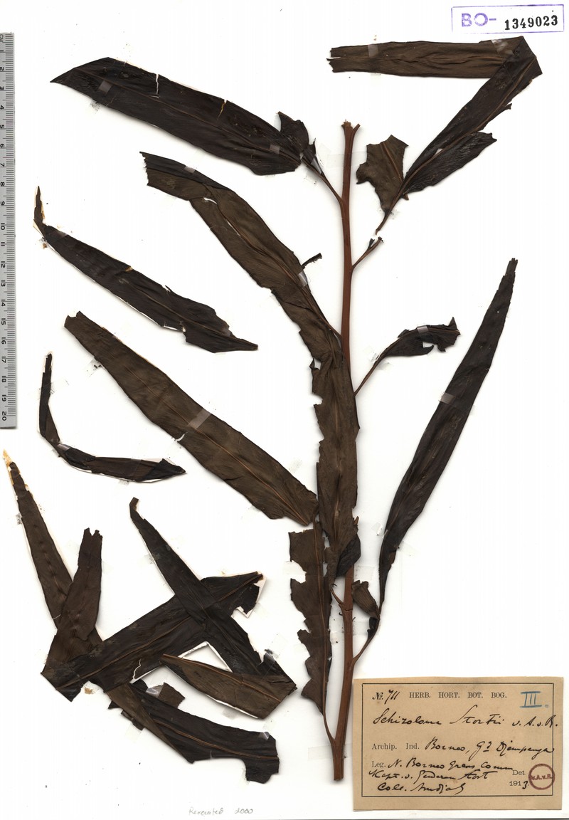 Lindsaea stortii photo 2