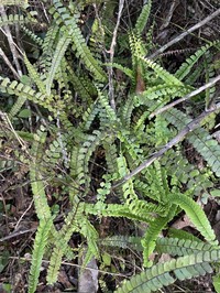 Smallstalk Necklace Fern