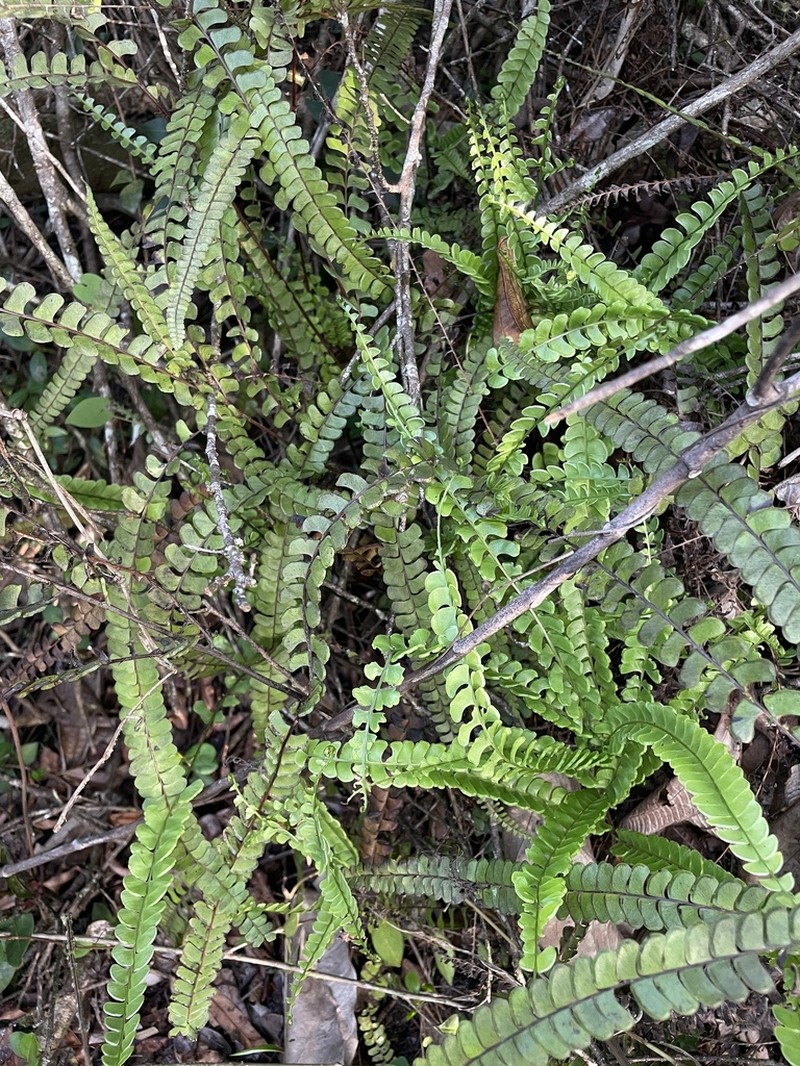 Smallstalk Necklace Fern