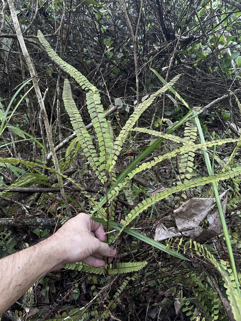 Smallstalk Necklace Fern photo 2