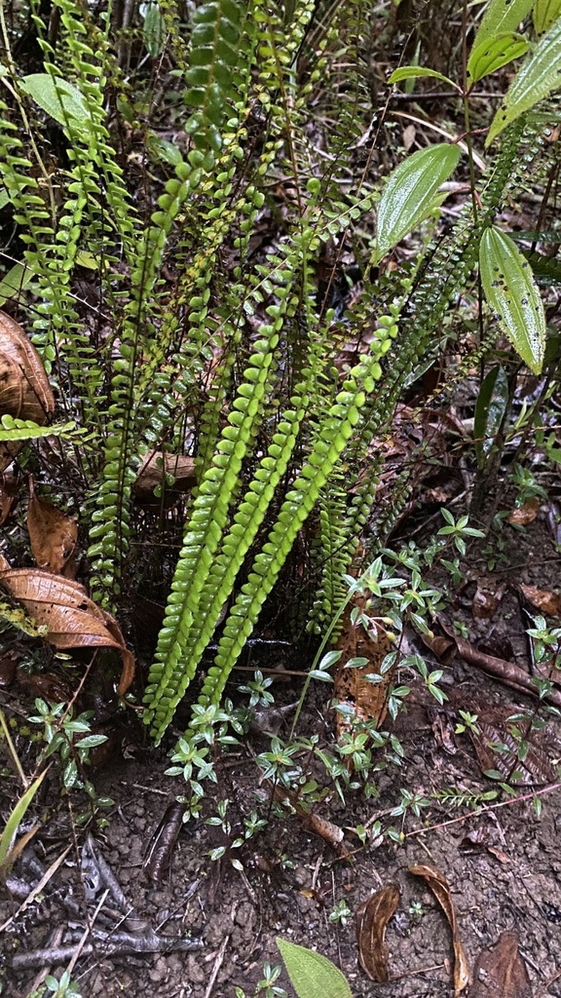 Smallstalk Necklace Fern photo 3