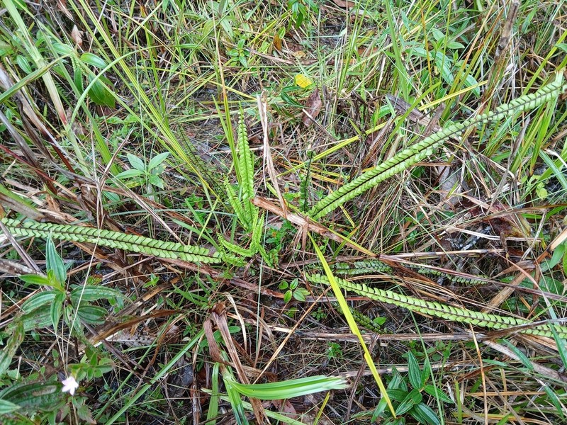Smallstalk Necklace Fern photo 4